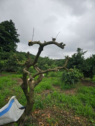 모래알님의 귤 · 영농일지 작성글 사진