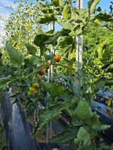 팜모닝 기타작물·영농일지 게시글 이미지