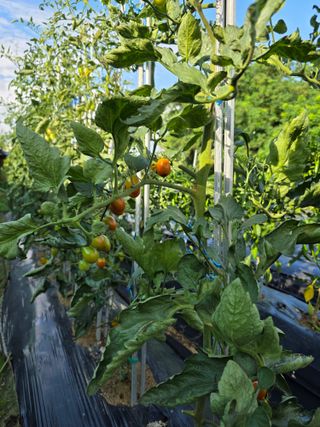 이종진님의 기타작물 · 영농일지 작성글 사진