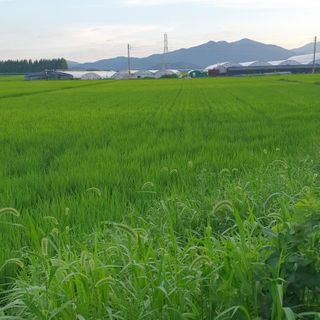 김광신님의 벼 · 영농일지 작성글 사진