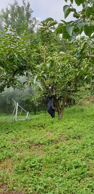 해풍맞은 맛있는 감님의 감 · 영농일지 작성글 사진