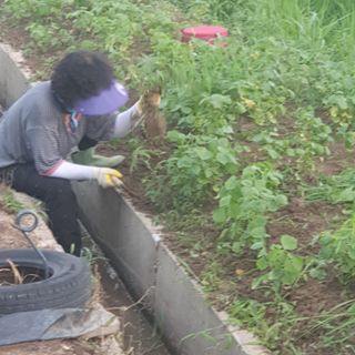 김광신님의 벼 · 영농일지 작성글 사진