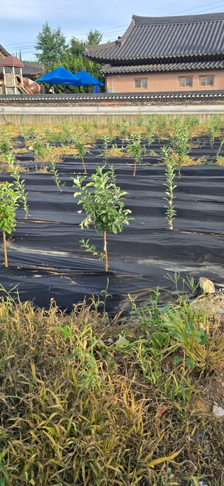 장동휘님의 기타작물 · 영농일지 작성글 사진