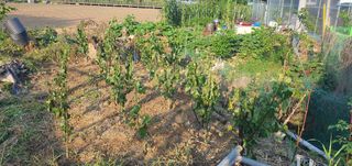 박상중님의 배 · 영농일지 작성글 사진