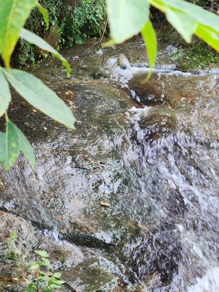 김영옥님의 블루베리 · 영농일지 작성글 사진