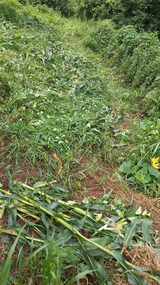 초보 구찌뽕님의 옥수수 · 영농일지 작성글 사진