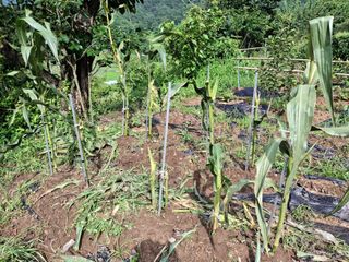 형남영님의 기타작물 · 영농일지 작성글 사진