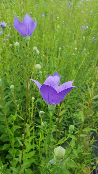 이종진님의 기타작물 · 영농일지 작성글 사진