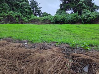 윤자용11대임후회장님의 들깨 · 영농일지 작성글 사진