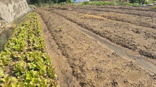 김영한님의 상추 · 영농일지 작성글 사진