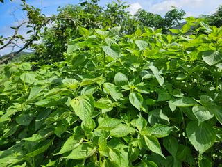 보리수치유농장님의 기타작물 · 영농일지 작성글 사진