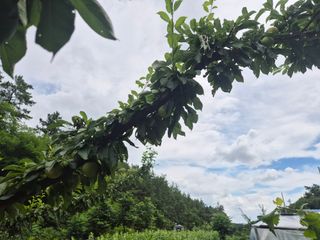 김종열님의 고추 · 영농일지 작성글 사진