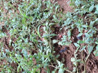 형남영님의 기타작물 · 영농일지 작성글 사진