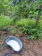 팜모닝 사과·영농일지 게시글 이미지