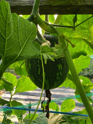 이종진님의 기타작물 · 영농일지 작성글 사진