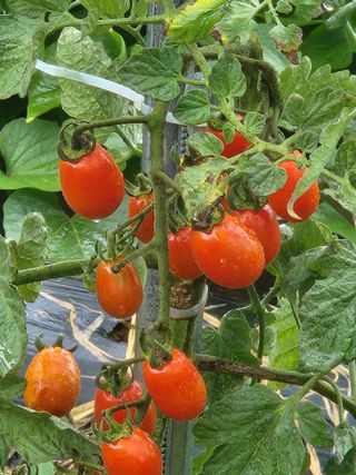 김영옥님의 블루베리 · 영농일지 작성글 사진