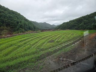 윤자용11대임후회장님의 들깨 · 영농일지 작성글 사진