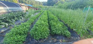 박상중님의 배 · 영농일지 작성글 사진