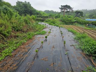 장정규님의 복숭아 · 영농일지 작성글 사진