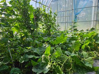 보리수치유농장님의 기타작물 · 영농일지 작성글 사진