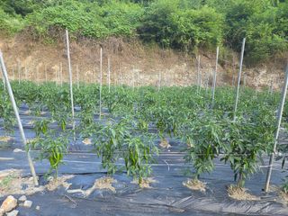 윤자용11대임후회장님의 기타작물 · 영농일지 작성글 사진