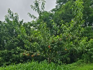 장정규님의 복숭아 · 영농일지 작성글 사진