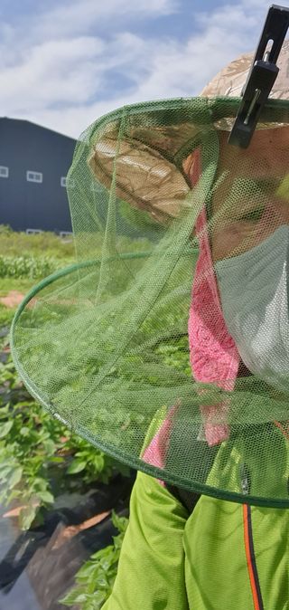 전주이상권님의 들깨 · 영농일지 작성글 사진