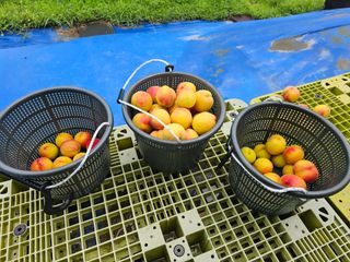 장정규님의 복숭아 · 영농일지 작성글 사진