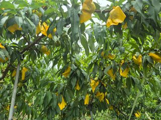 김종열님의 고추 · 영농일지 작성글 사진