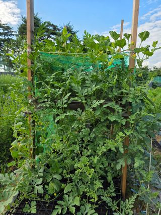 이종진님의 기타작물 · 영농일지 작성글 사진