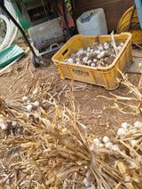 팜모닝 고추·영농일지 게시글 이미지