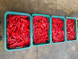 고추님의 참깨 · 영농일지 작성글 사진