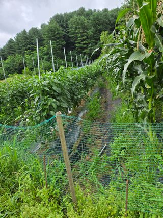 임대운님의 복숭아 · 영농일지 작성글 사진