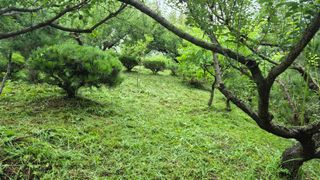 또배워님의 매실 · 영농일지 작성글 사진