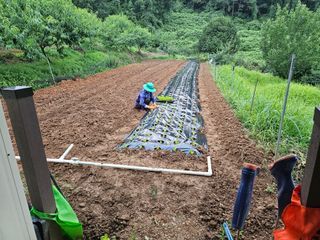 장흥식님의 상추 · 영농일지 작성글 사진