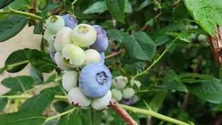 나승각님의 기타작물 · 영농일지 작성글 사진