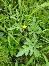 팜모닝 복숭아·영농일지 게시글 이미지