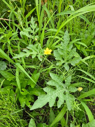 임대운님의 복숭아 · 영농일지 작성글 사진