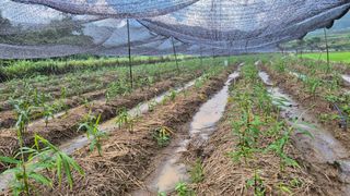 임상옥님의 기타작물 · 영농일지 작성글 사진