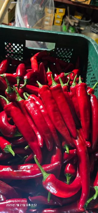 미우리님의 고추 · 영농일지 작성글 사진