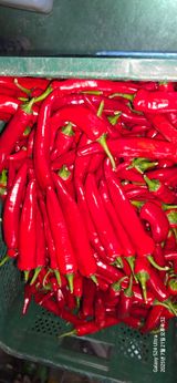 팜모닝 고추·영농일지 게시글 이미지