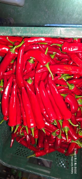 미우리님의 고추 · 영농일지 작성글 사진