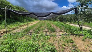 임상옥님의 기타작물 · 영농일지 작성글 사진