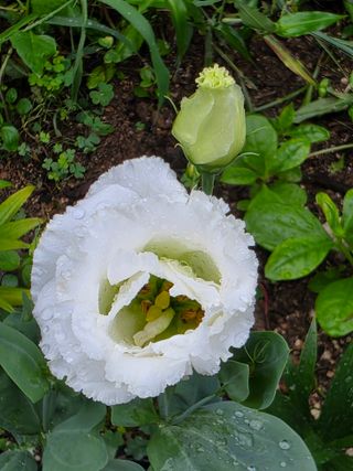 허인녕님의 기타작물 · 영농일지 작성글 사진