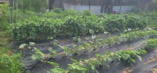 신승철님의 콩 · 영농일지 작성글 사진