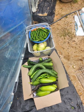 김진영님님의 오이 · 영농일지 작성글 사진