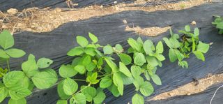 신승철님의 콩 · 영농일지 작성글 사진