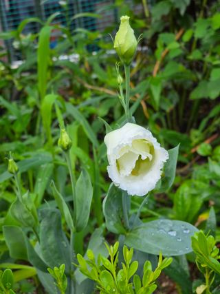 허인녕님의 기타작물 · 영농일지 작성글 사진