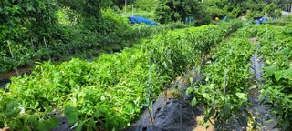 차동근님의 기타작물 · 영농일지 작성글 사진