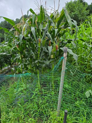 임대운님의 복숭아 · 영농일지 작성글 사진